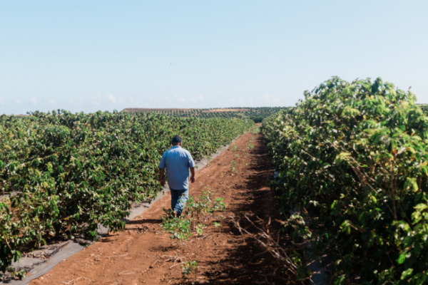 Maui Coffee Farm